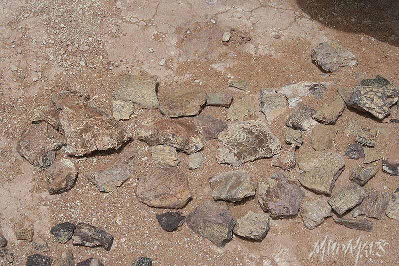 Mud Maps Africa Agadez dinosaur bones 3380